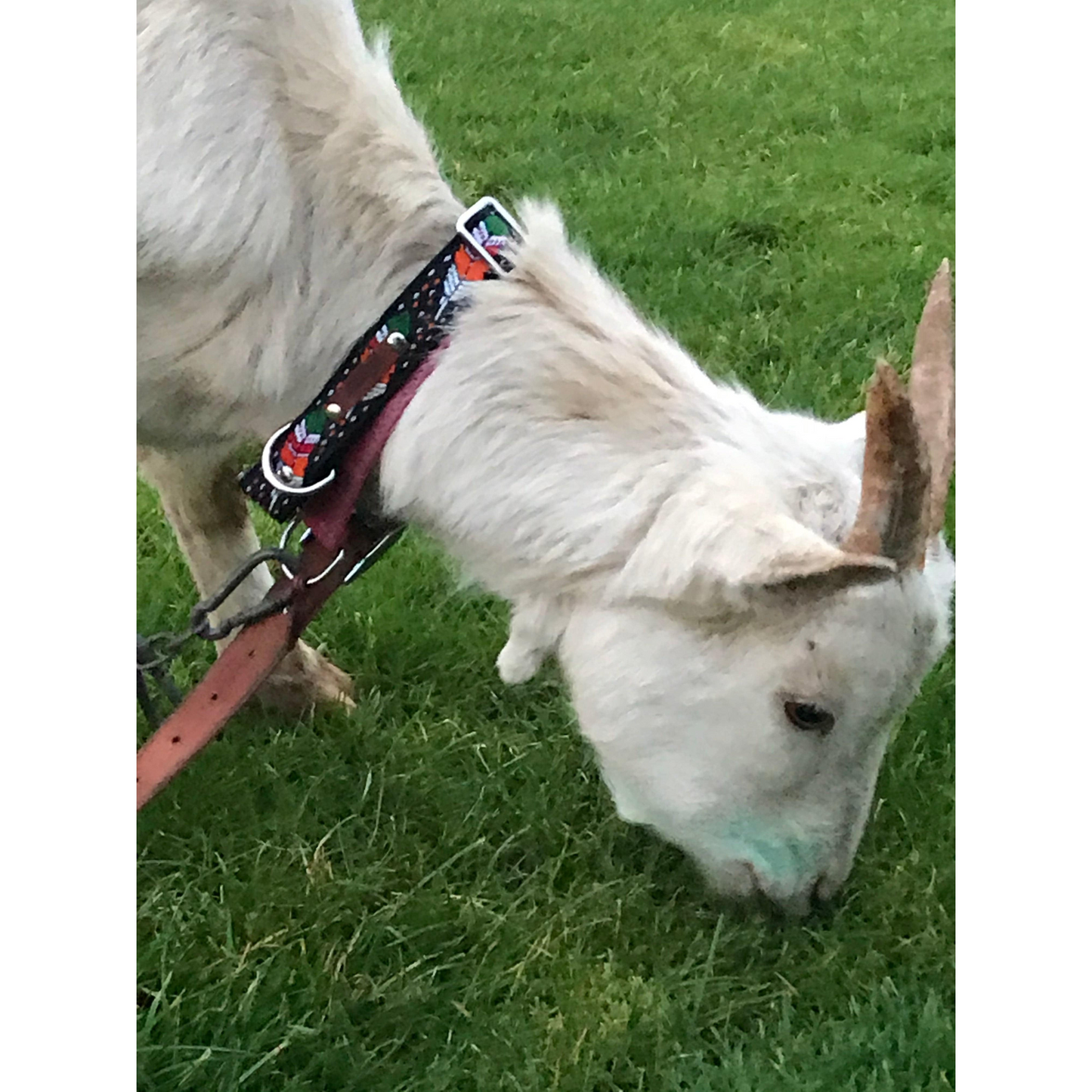 Wholesale Durable Designer Dog Collar No.10l